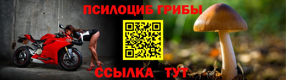 Псилоцибиновые грибы Psilocybine cubensis Кольчугино